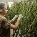 Generators in Cannabis Farms